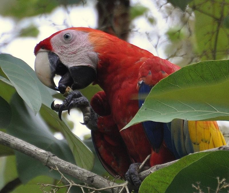 Scarlet Macaw - ML501863031