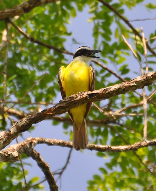 Great Kiskadee - ML501863231