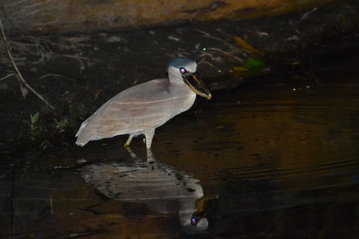 Boat-billed Heron - ML501864361