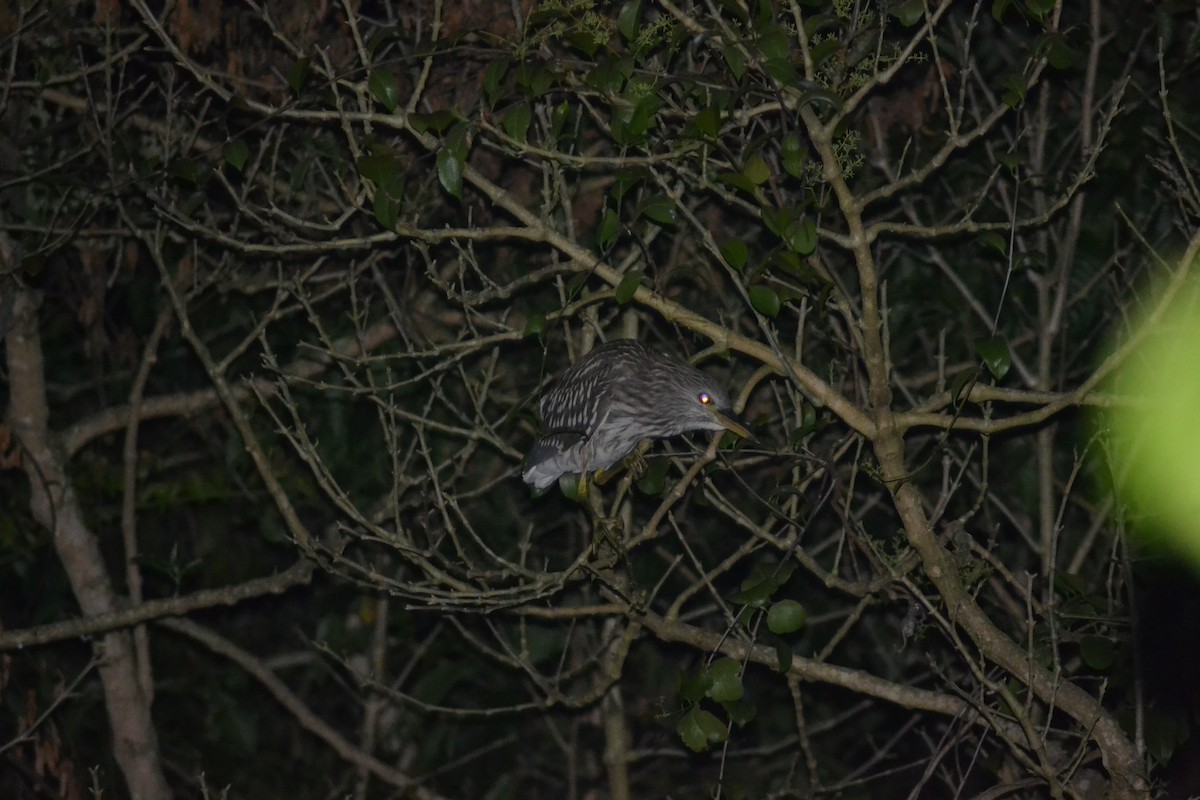 Black-crowned Night Heron - ML501864771