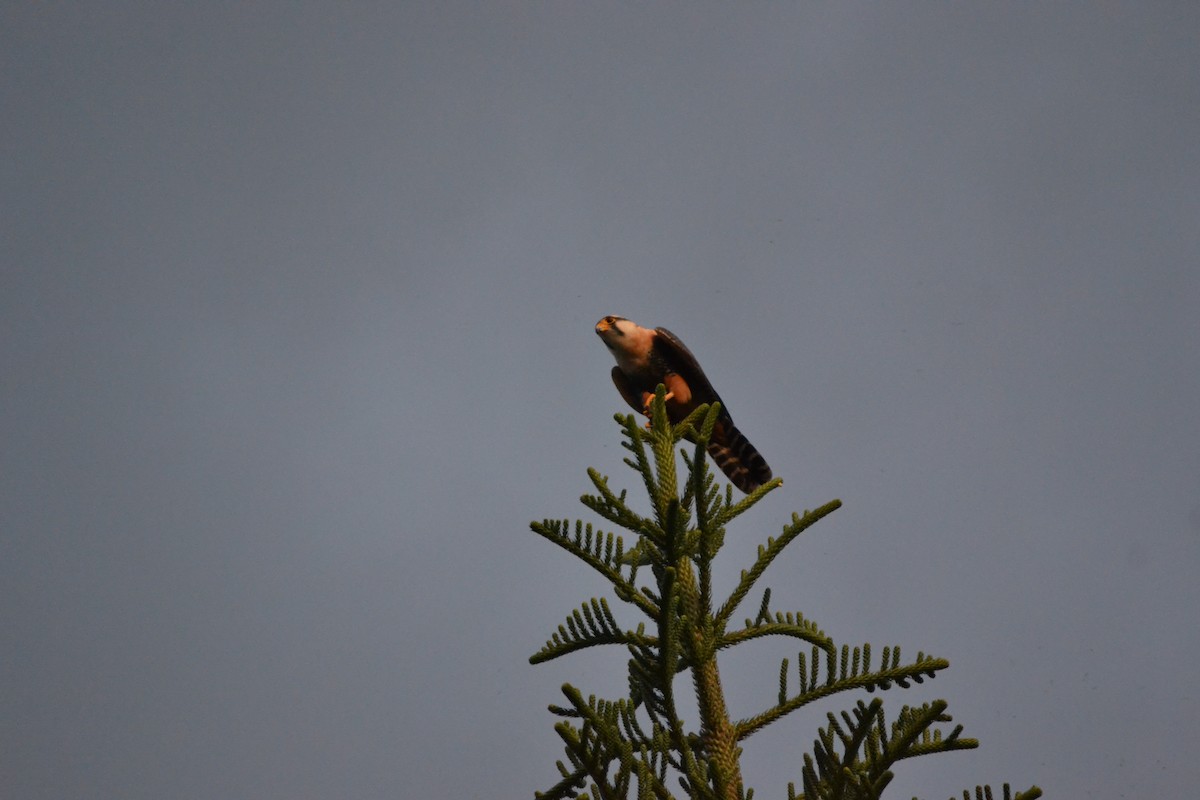 Aplomado Falcon - Ismael Sánchez