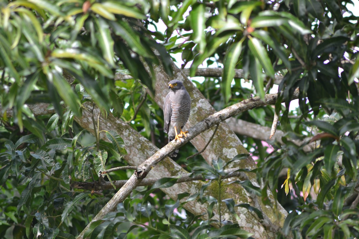 Roadside Hawk - Ismael Sánchez