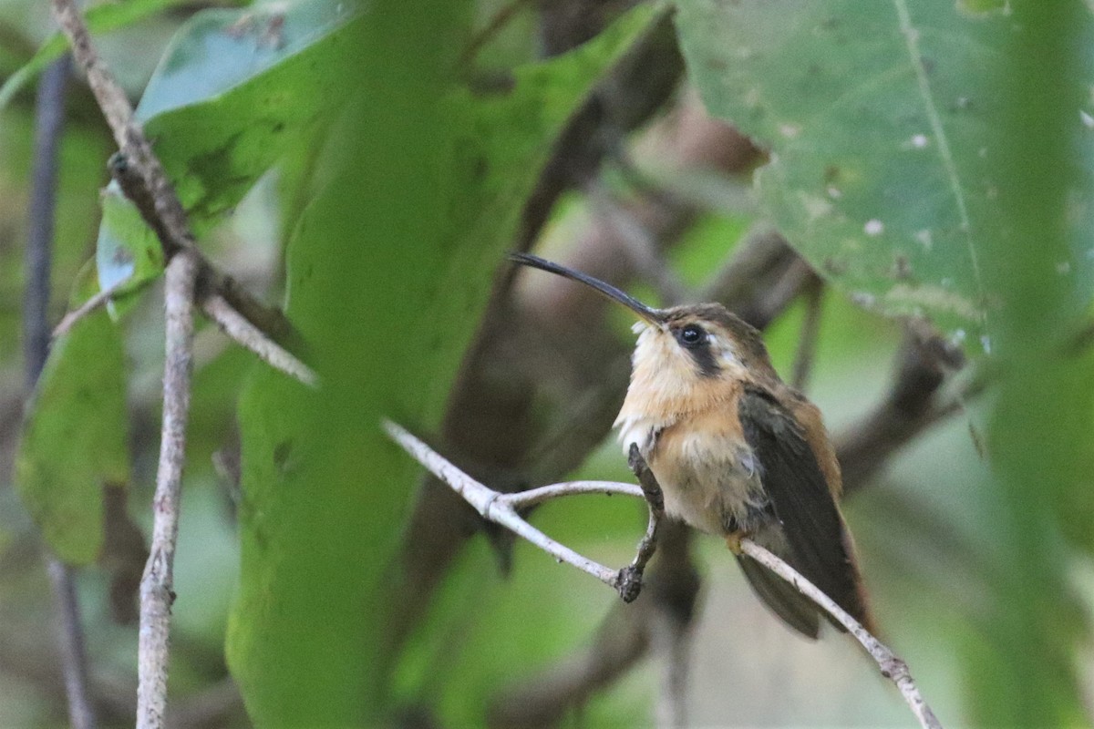 kolibřík malý - ML501865261
