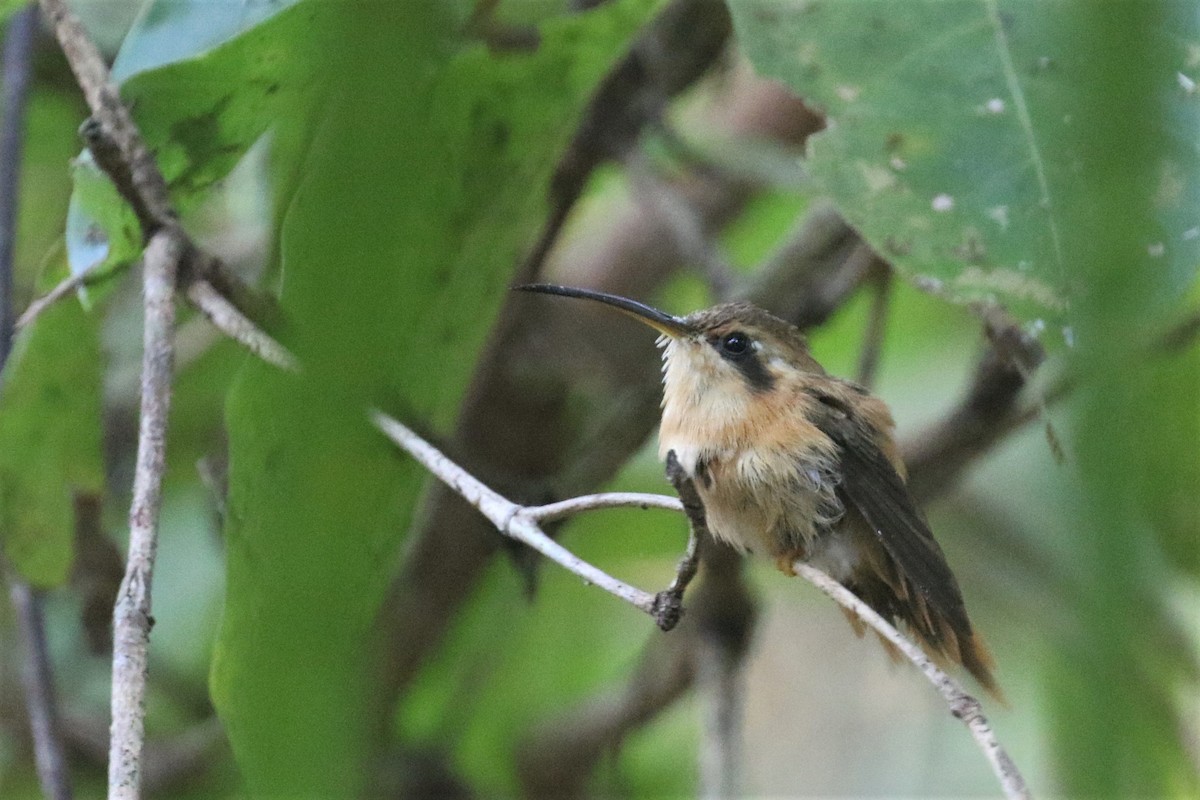 kolibřík malý - ML501865271