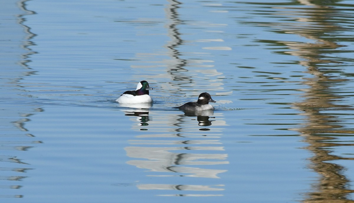 Bufflehead - ML501865871