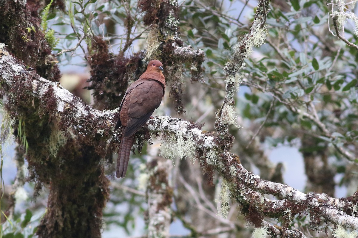 Black-billed Cuckoo-Dove - ML501866351