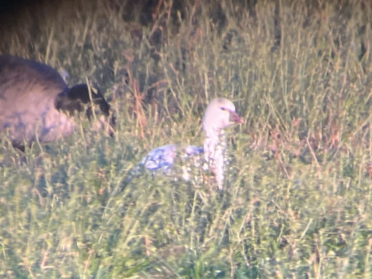 Ross's Goose - ML501866511