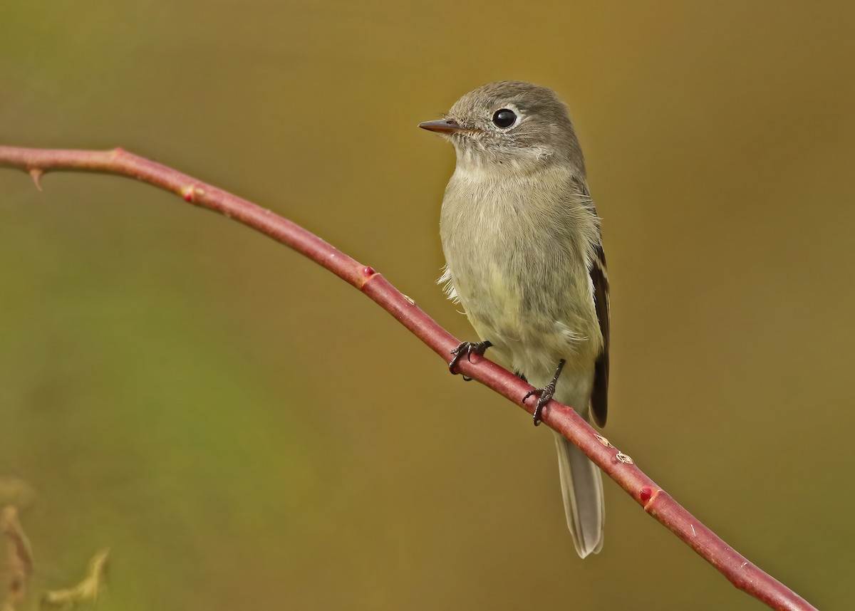 Hammond's Flycatcher - ML501867321