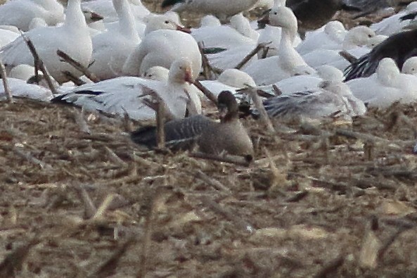 Pink-footed Goose - ML501867751