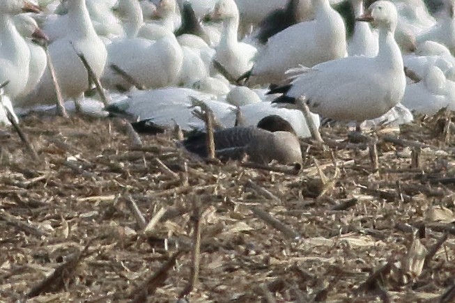Pink-footed Goose - ML501867891