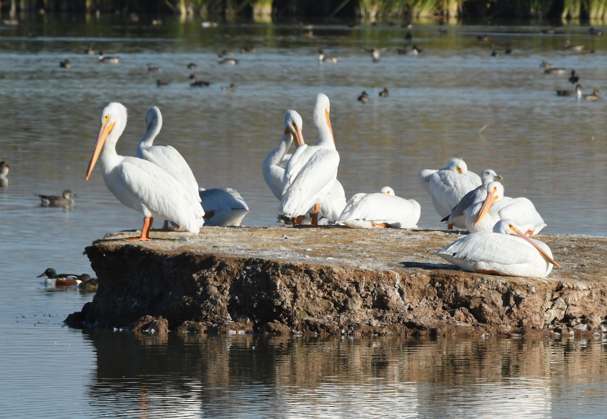 pelikán severoamerický - ML501868751