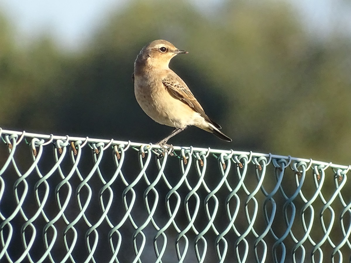 穗䳭 - ML501868831