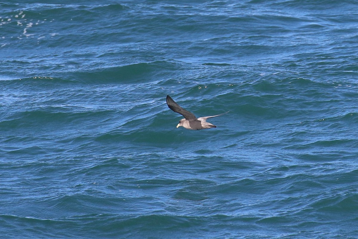 Fulmar boréal - ML501868931