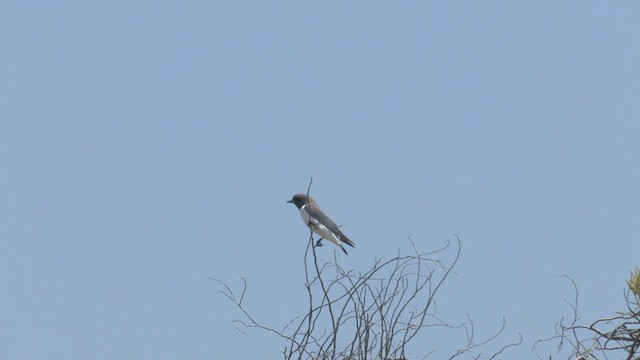 White-breasted Woodswallow - ML501869341