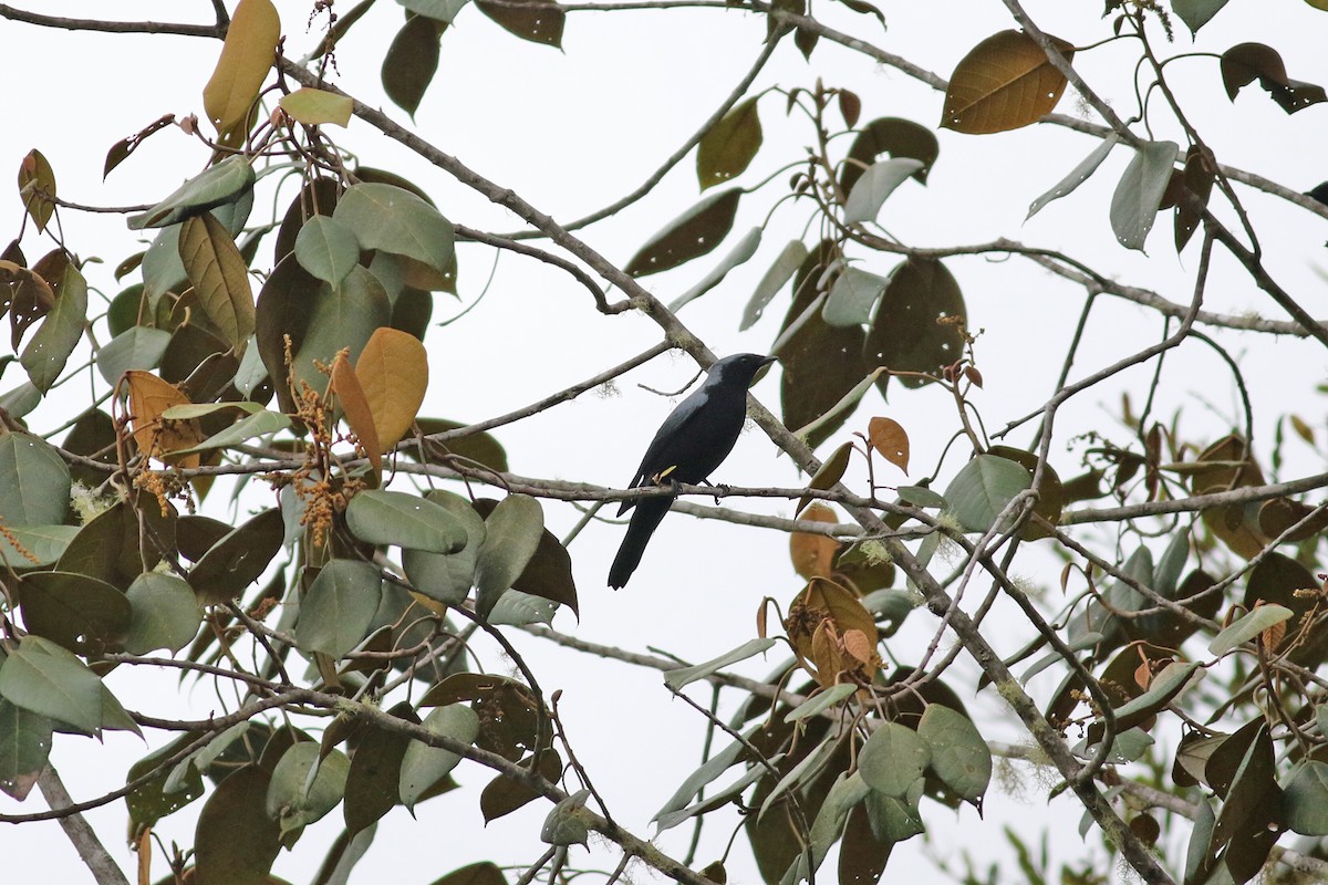 Black-bellied Cicadabird - ML501869371