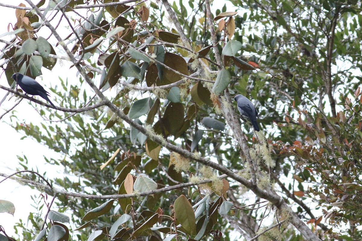 Black-bellied Cicadabird - Brendan Ryan