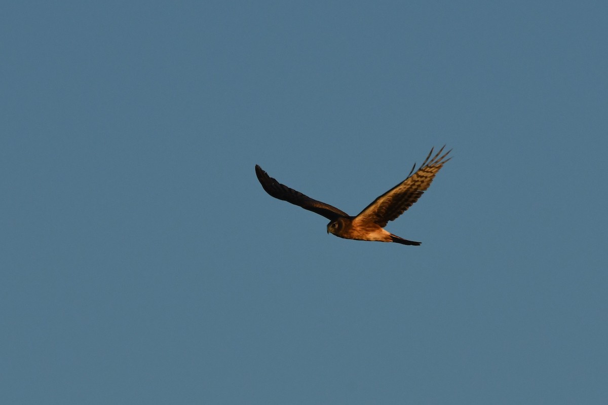 Northern Harrier - ML501869941