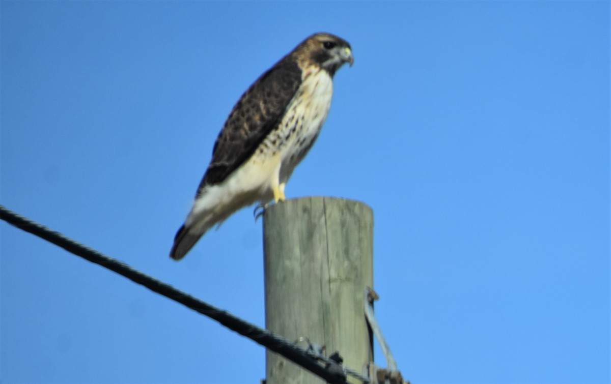 Red-tailed Hawk (borealis) - ML501871141