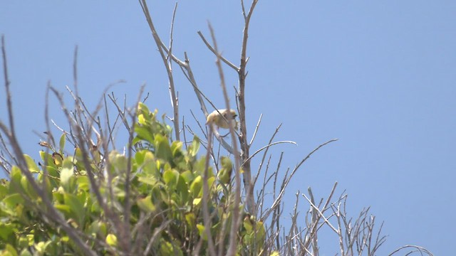 White-plumed Honeyeater - ML501871171