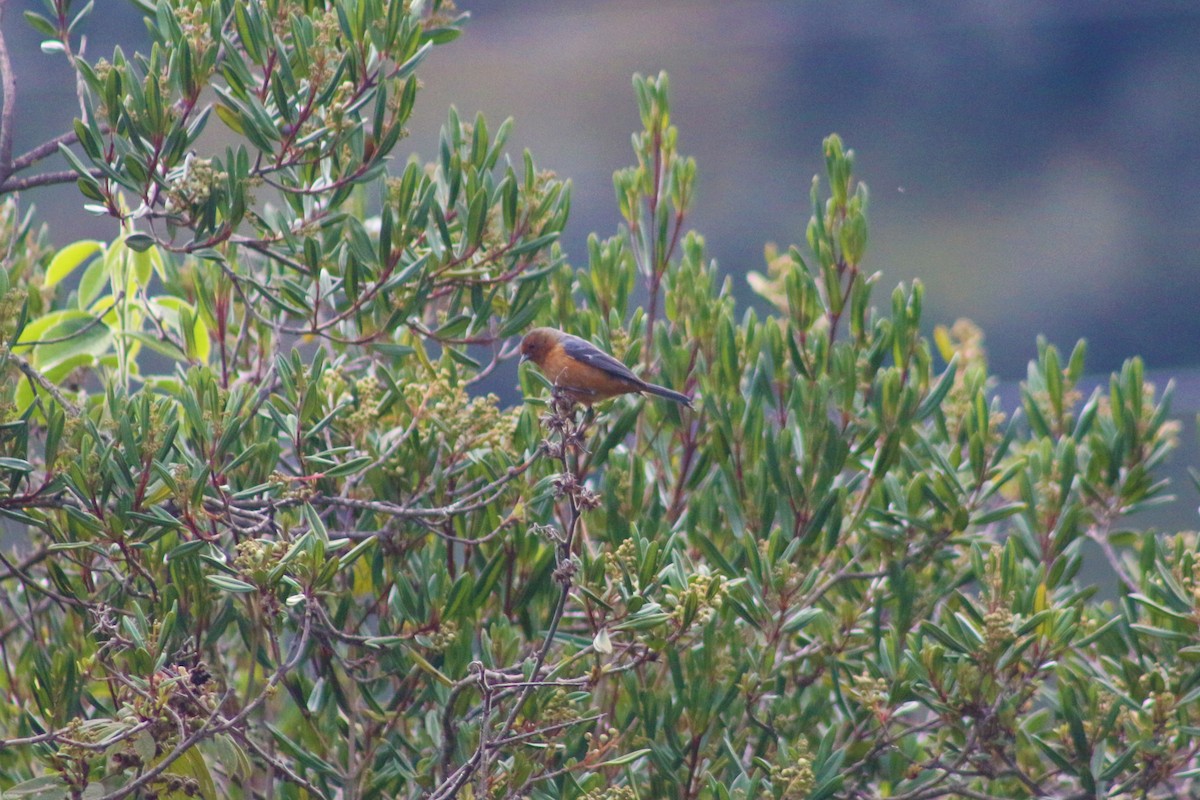 Rufous-browed Conebill - Jose Alides Gómez Peñuela