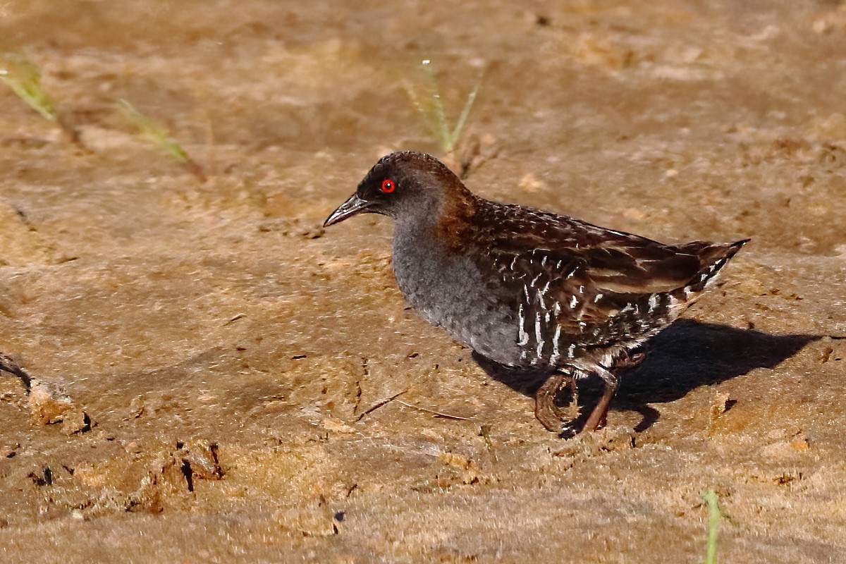 Dot-winged Crake - ML501871451