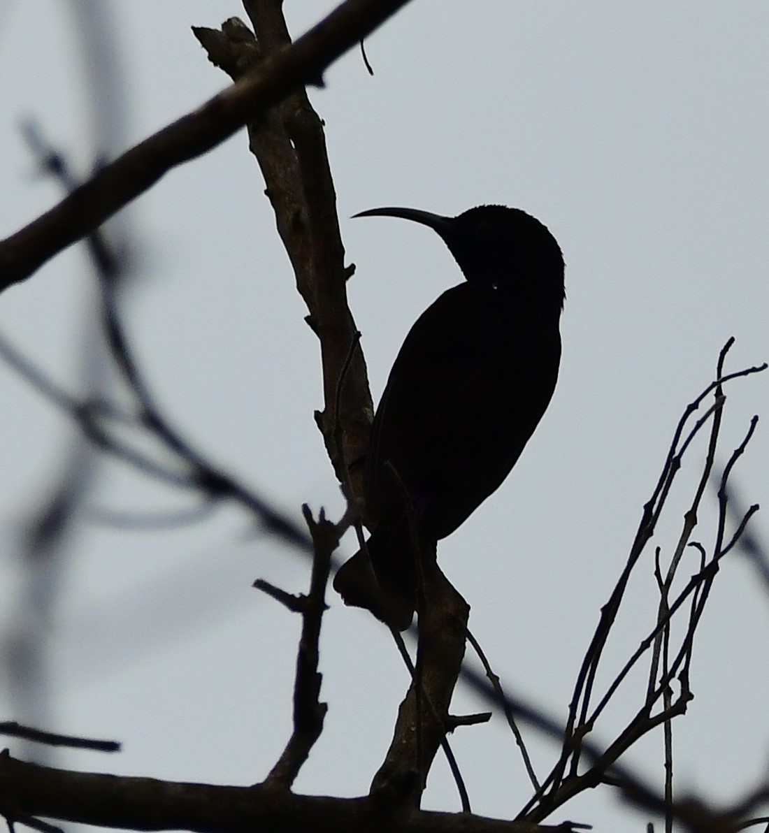 Amethyst Sunbird - Gary Warner