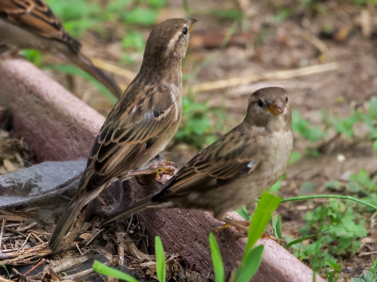 House Sparrow - ML501872811