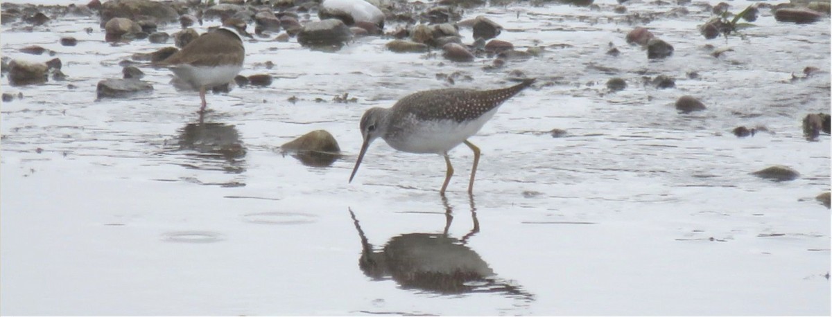 Greater Yellowlegs - ML501873031