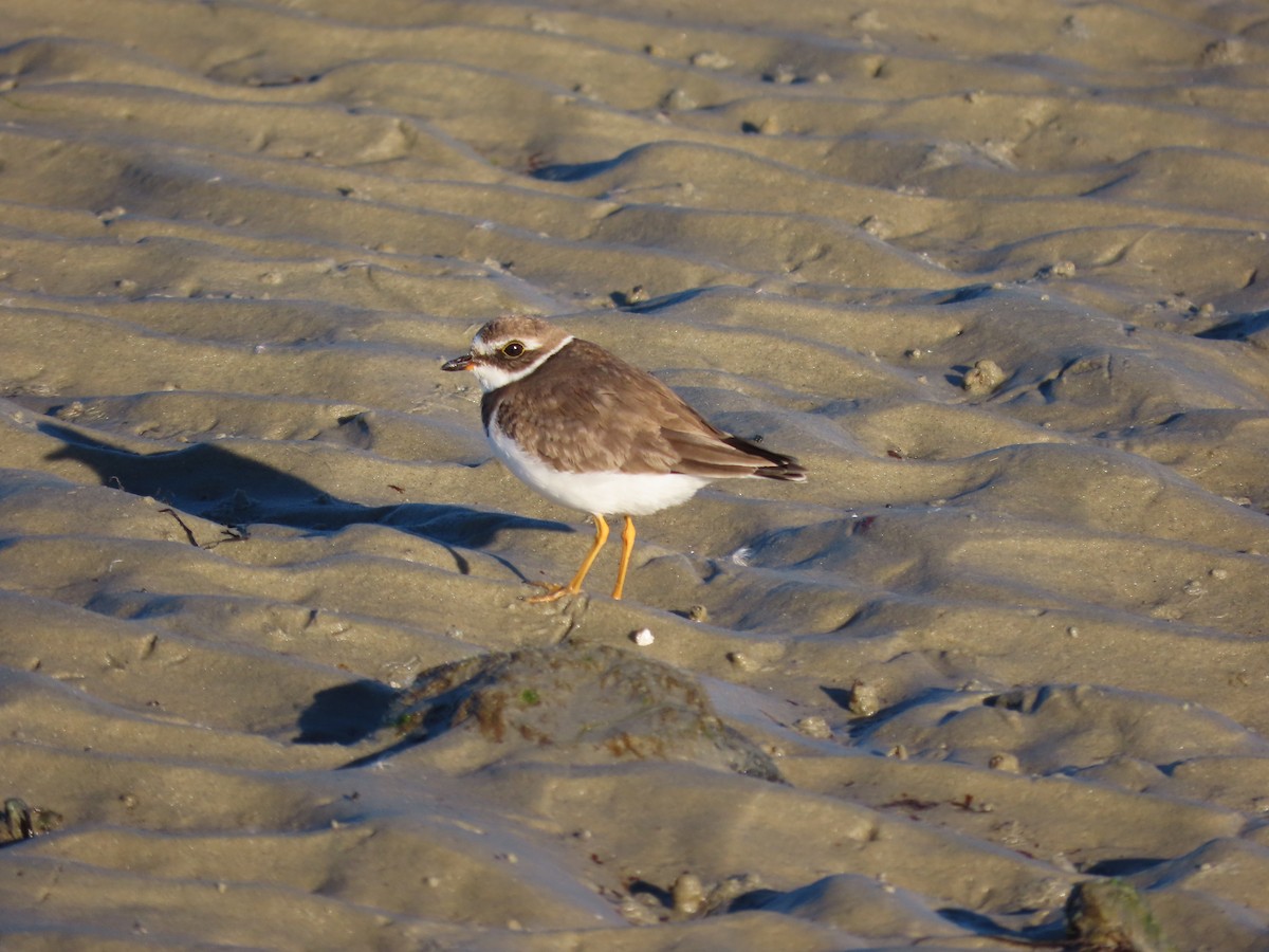 Semipalmated Plover - ML501873501
