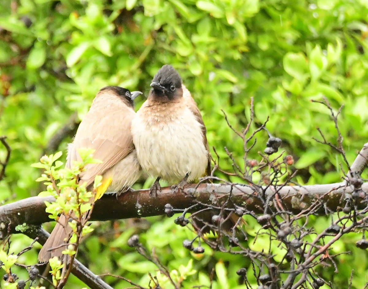 Bulbul Naranjero - ML501873541