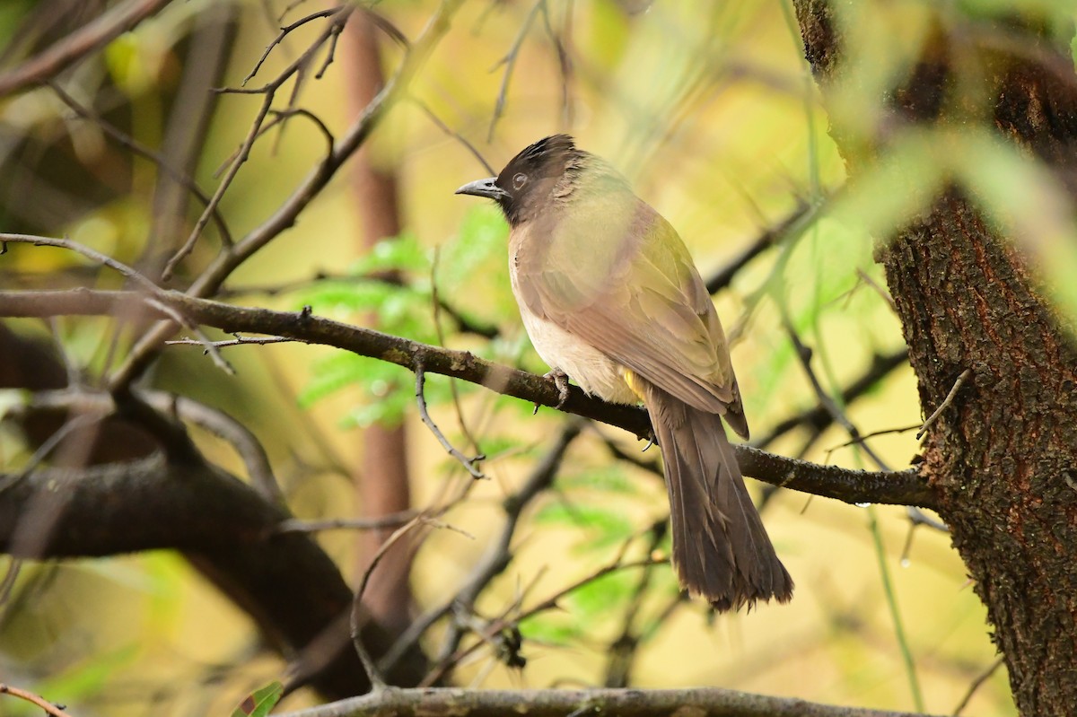 Bulbul Naranjero - ML501873551