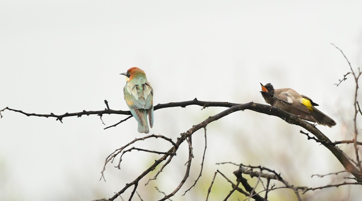 Common Bulbul - Gary Warner