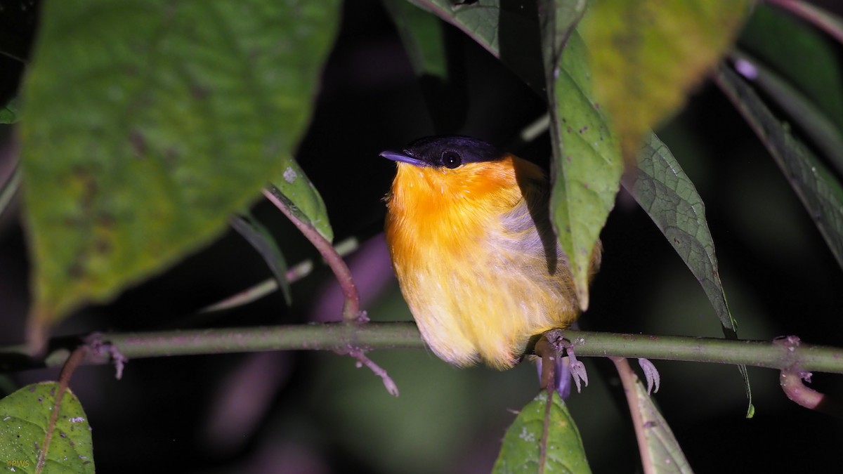 Orange-collared Manakin - ML501874651