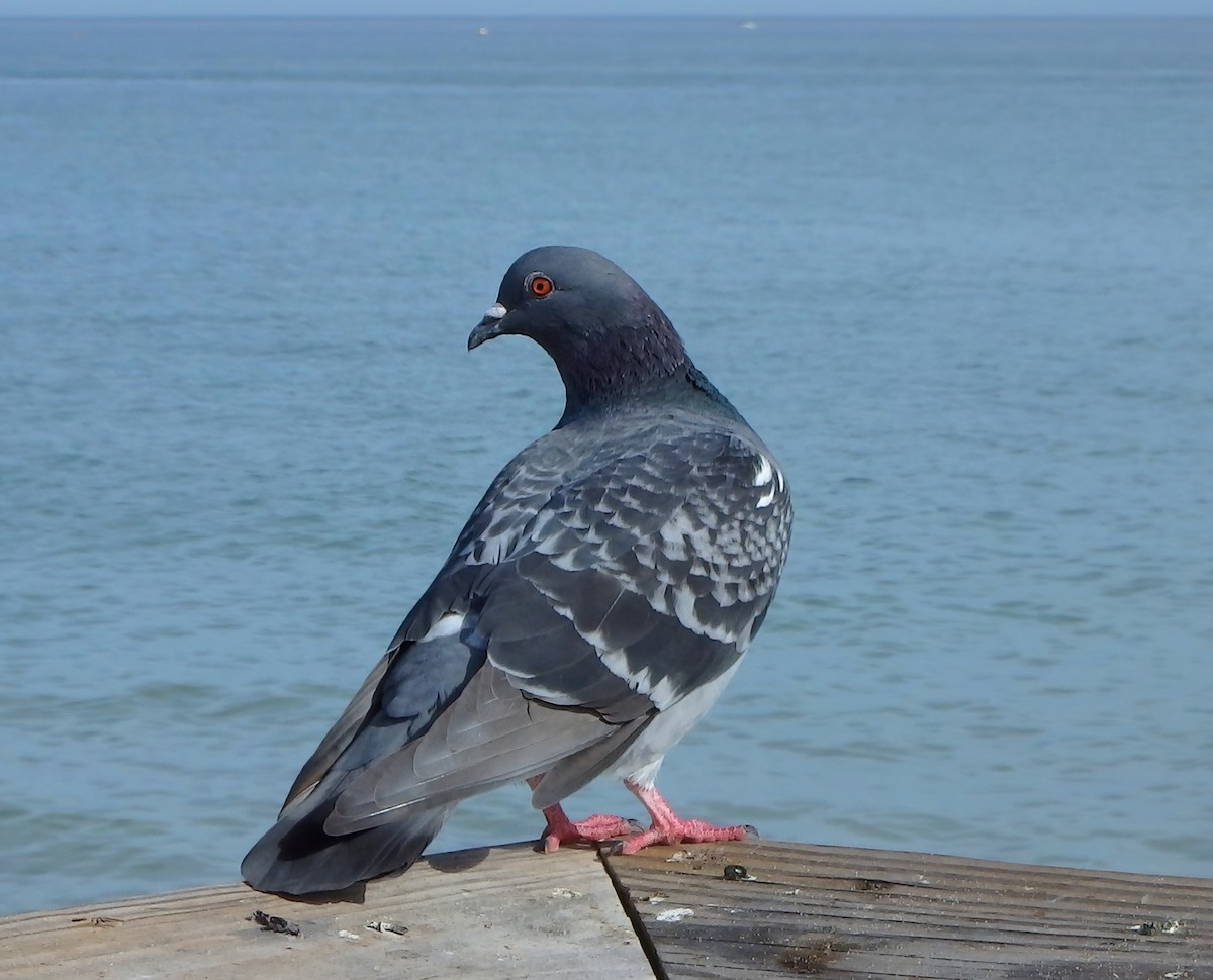 Rock Pigeon (Feral Pigeon) - ML501874761