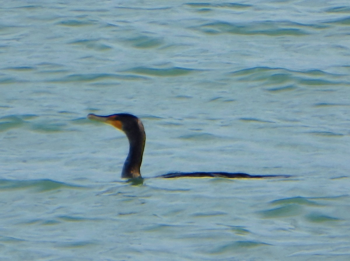 Double-crested Cormorant - ML501875161