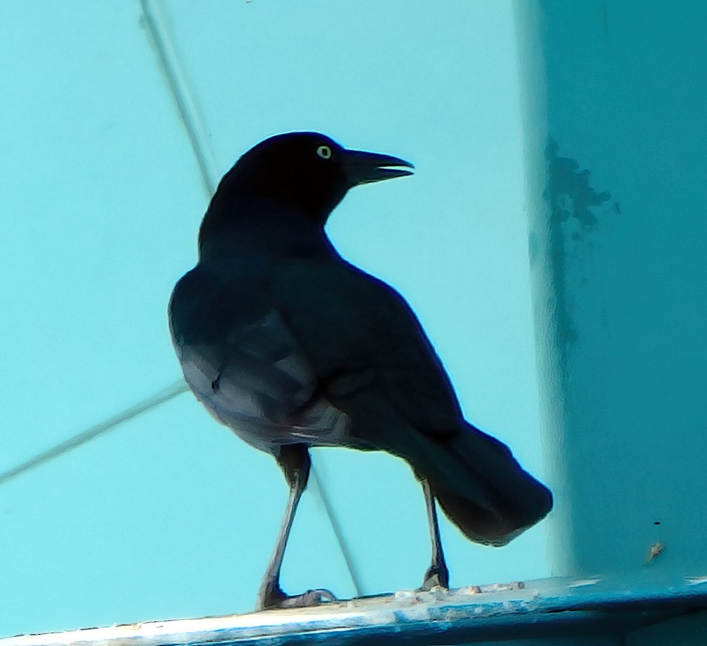 Boat-tailed Grackle - ML501875681