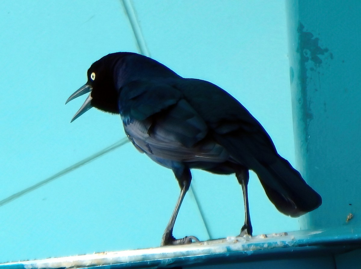 Boat-tailed Grackle - ML501875691