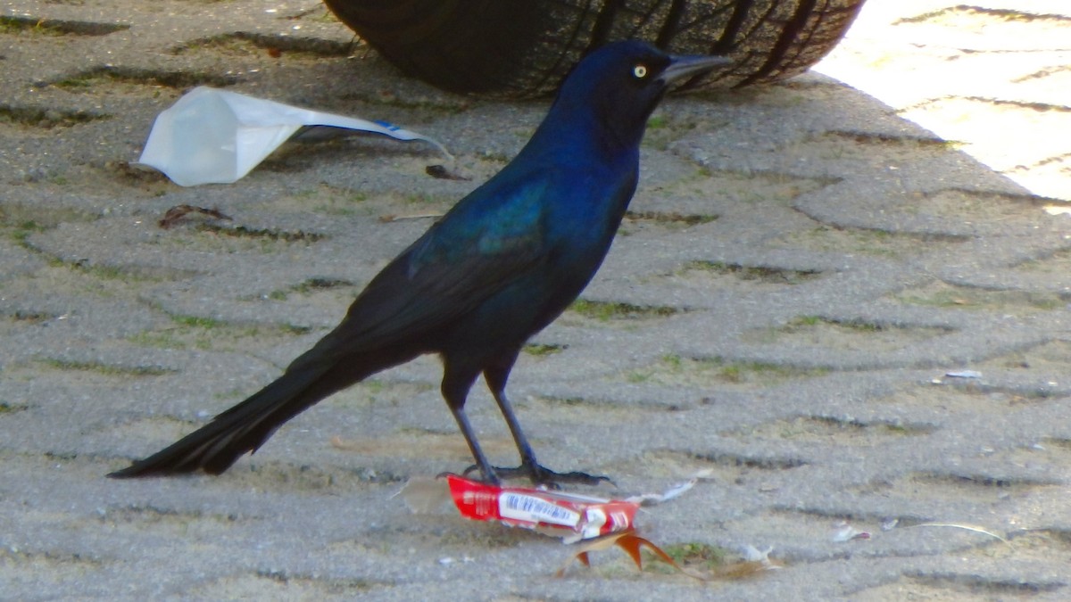 Boat-tailed Grackle - ML501875701