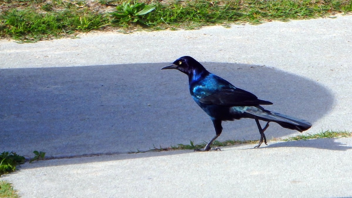 Boat-tailed Grackle - ML501875711