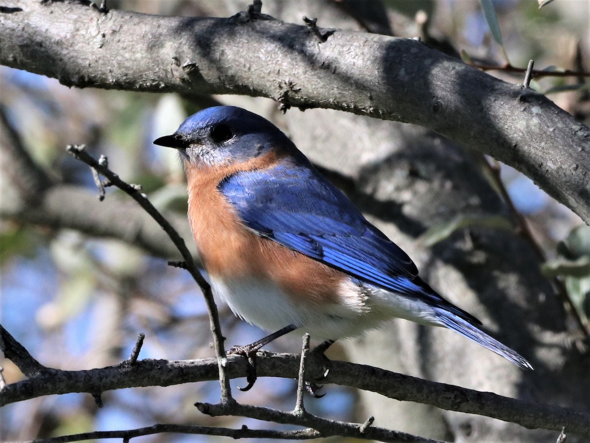 Eastern Bluebird - ML501876411