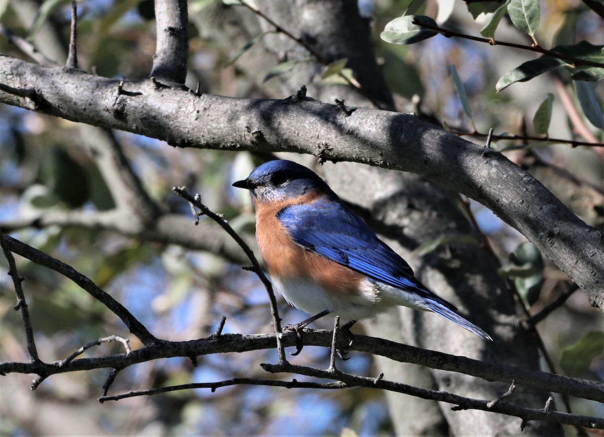 Eastern Bluebird - ML501876571
