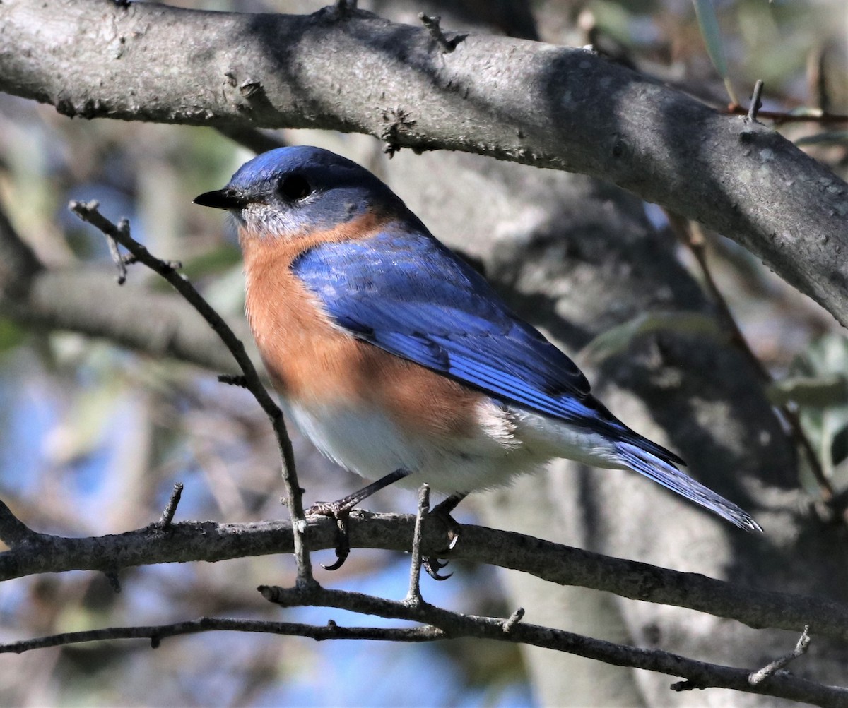 Eastern Bluebird - ML501876641