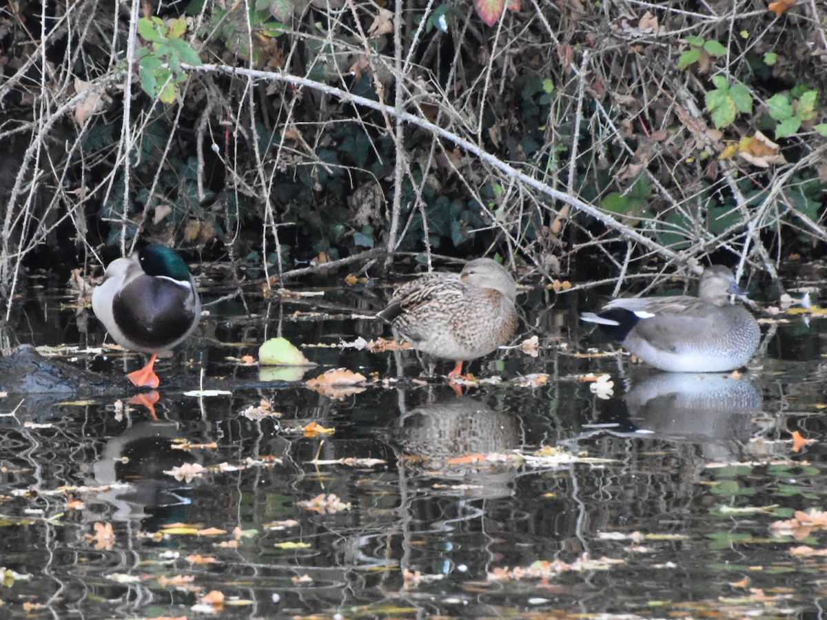 Зэрлэг нугас - ML501876921