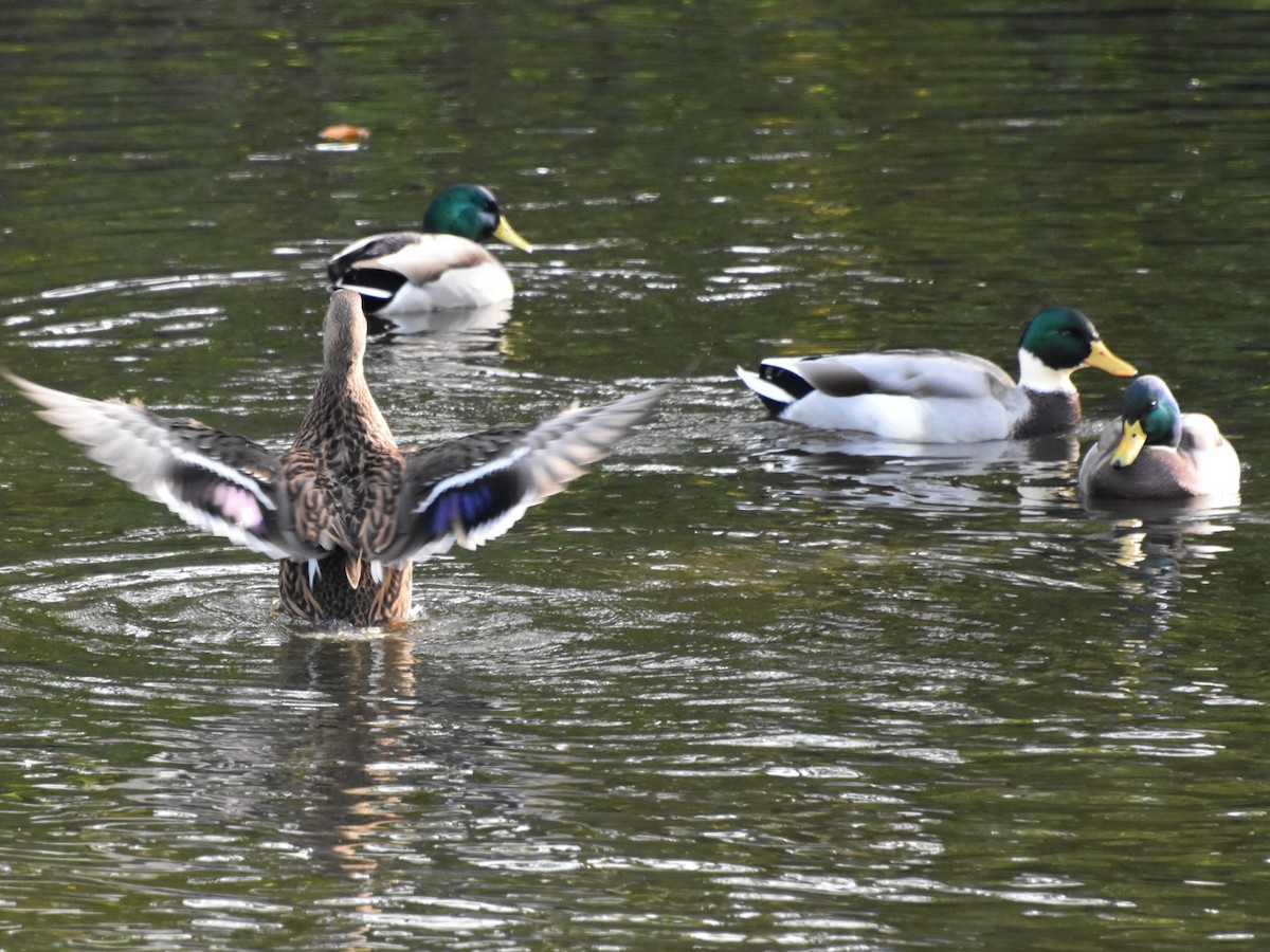 Зэрлэг нугас - ML501876931