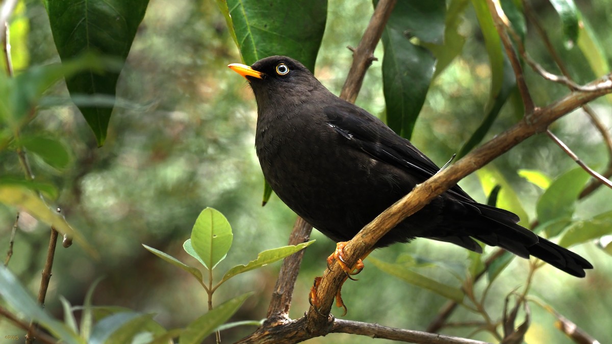 Sooty Thrush - ML501877501