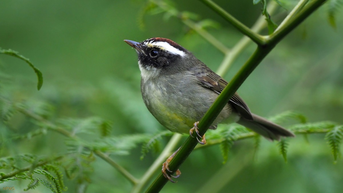 Black-cheeked Warbler - Paul Walser Schwyzer