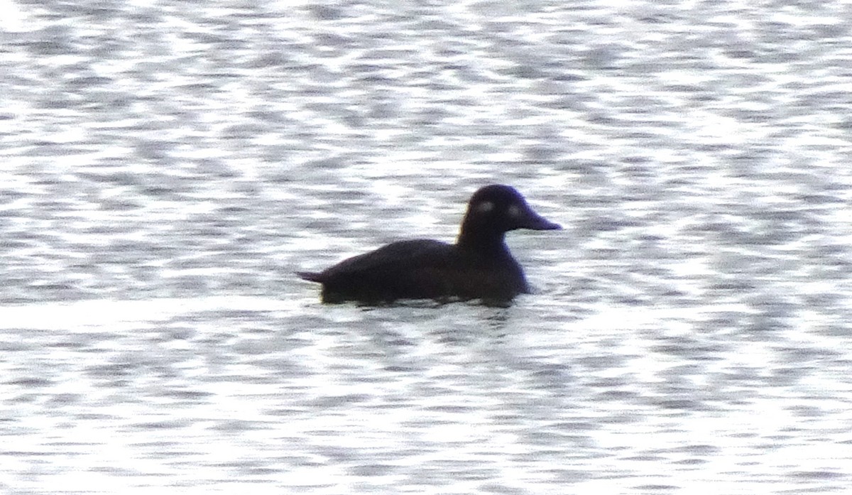 White-winged Scoter - Paolo Matteucci