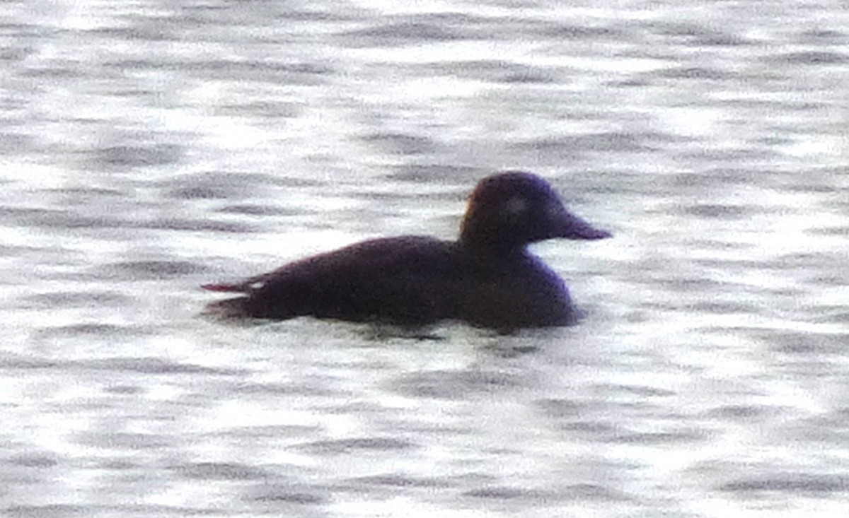 White-winged Scoter - Paolo Matteucci