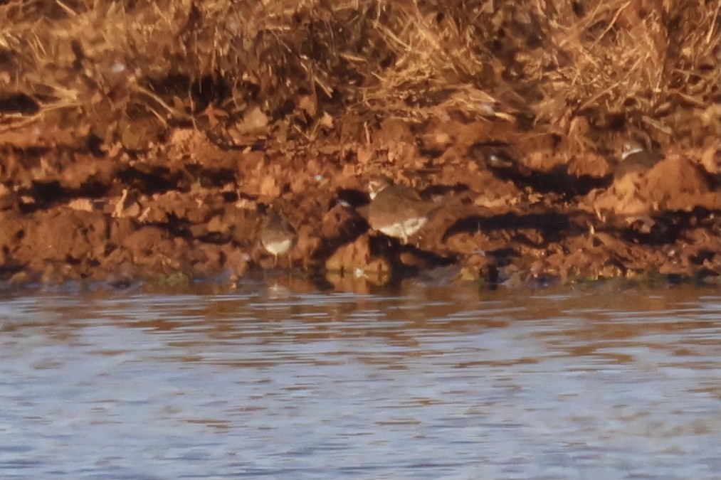 Least Sandpiper - Andy Wilson