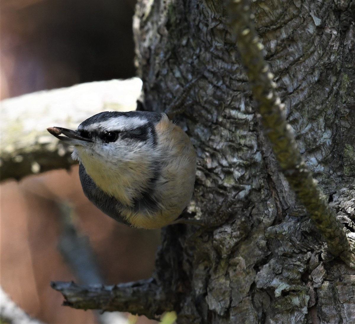 Red-breasted Nuthatch - ML501880611